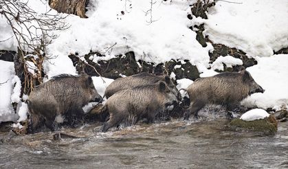 Tunceli'de beyaz esaret: Kar 2 metreyi aştı, yaban hayvanları köylere indi!