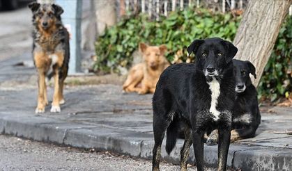 Kuduz vakası sonrası karantina uygulaması başladı