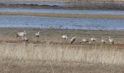 Sivas'ta baharın habercileri göründü