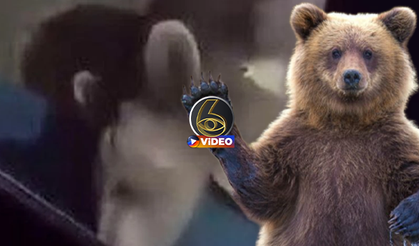 Yiyecek arayan ayı kapıya dayandı! İşte o anlar... I VİDEO