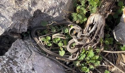 Görenler Brezilya sanıyor, burası Hakkari! 'Yılan Pınarı'na bakamayacaksınız