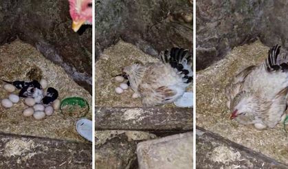 Tavuk yavru kedileri sahiplendi ortaya eğlenceli görüntüler çıktı