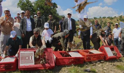 Ölümcül kenelere karşı kınalı keklik önlemi