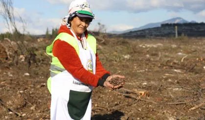 İzmir yeniden yeşeriyor! Yangınlarda zarar gören alanlarla fidan dikilecek