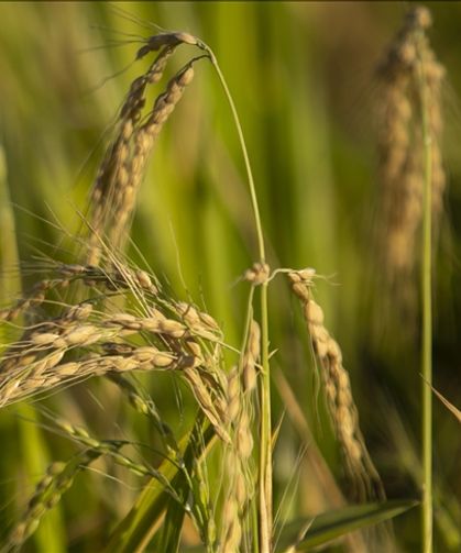 TMO çeltik alım fiyatlarını açıklandı: Baldo tonu 40 bin lira