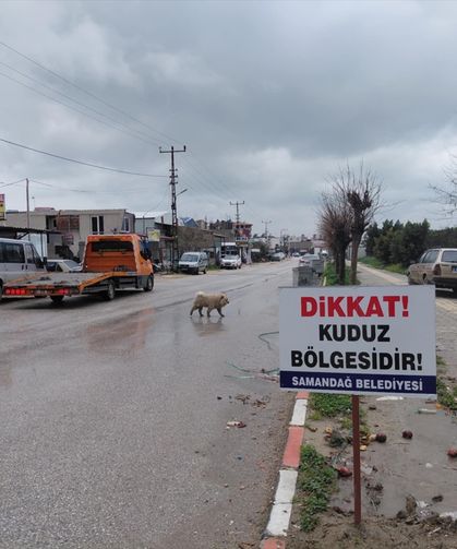 Hatay'da "kırmızı alarm": 4 mahalle kuduz nedeniyle karantinada! peki, tehlike ne kadar büyük?
