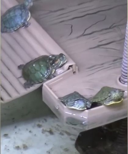 Bursa'da kaplumbağa operasyonu