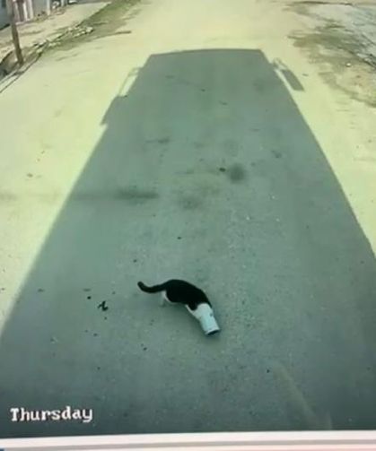 Kafası konserve kutusuna sıkışan kediyi otobüs şoförü kurtardı