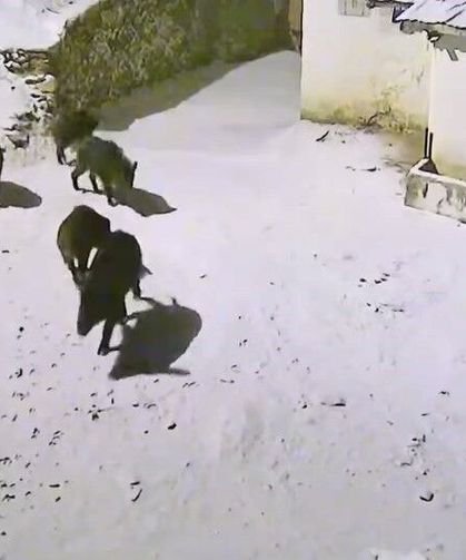 Yiyecek arayan domuz sürüsü köye indi