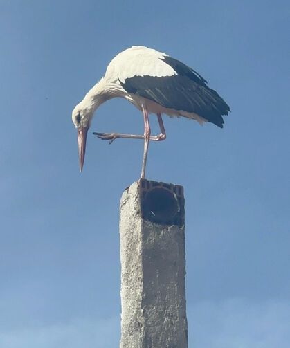 Bursa'da Yaren leylek bekleniyor! Eşi Nazlı yuvada!