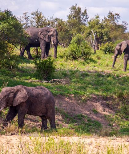 Fillerin hortumundaki kedi bıyığını andıran kılların işlevi ortaya çıktı