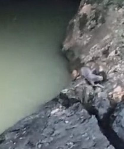 Su samuru balık avlarken görüntülendi