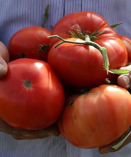Ayaş Domatesi dünya listesinde ilk 10’da!