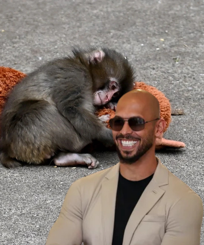 Tristan Tate'ten Punch'ı doğal yaşama kavuşturacak teklif!