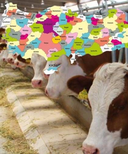 TÜİK verileri tek tek açıkladı: Bakın en çok büyükbaş hayvanı hangi ilimizde?