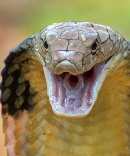 Tren hattıyla tüm şehri esir aldılar: O ülkede kral kobra istilası