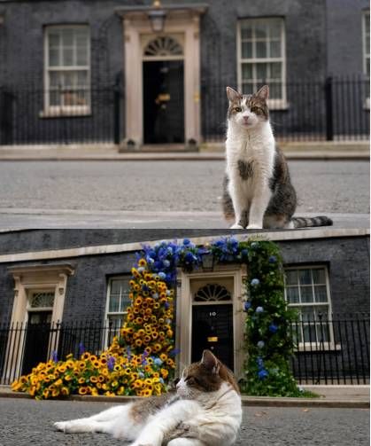 Siyasetin kalbinde 15 Yıl: İngiltere'nin en kıdemli kedisi Larry