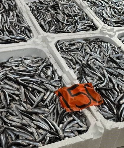 Tezgahlara veda ediyor: Hamsinin kilosu 150 liradan satılıyor