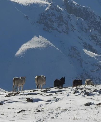 Munzur'un zirvesinde yılkı atları mest etti