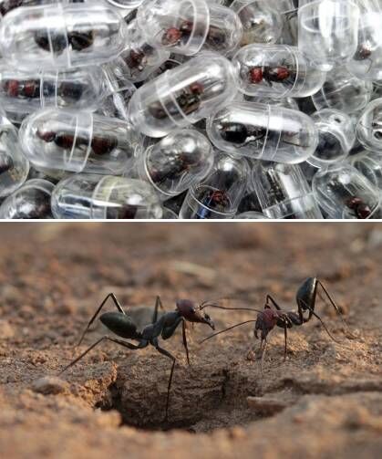 Kenya'da 2 bin kraliçe karınca kaçıran bir Çin vatandaşı tutuklandı