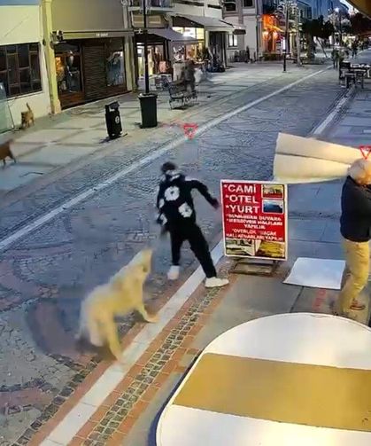 Başıboş köpek saldırısı: 19 yaşındaki genç yaralandı