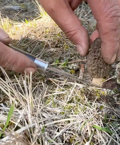 Ormanda saklı servet: Kilosu bin lirayı buluyor!