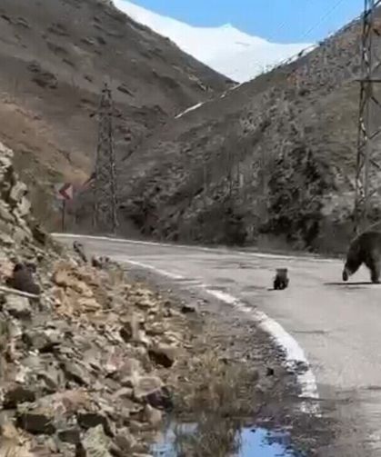 Anne ayı ve yavruları yolda görüntülendi