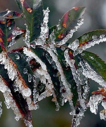 Bakanlıktan çiftçilere kritik 'zirai don' uyarısı