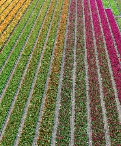 Hollanda’da lale mevsimi başladı! Yerel uzmanından en renkli rotalar