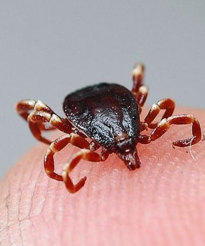 Kene kabusu geri döndü: Yetkililer uyardı!