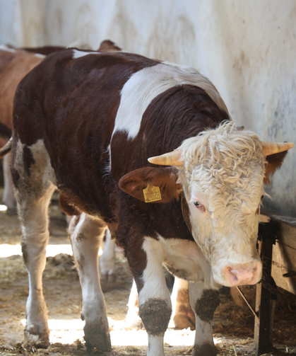 Kurbanlık alacaklara uyarı! Hayvanın yaşı önem taşıyor