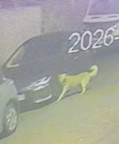 Üsküdar'da başıboş köpek paniği! Aracı parçalayıp vatandaşı kovaladılar