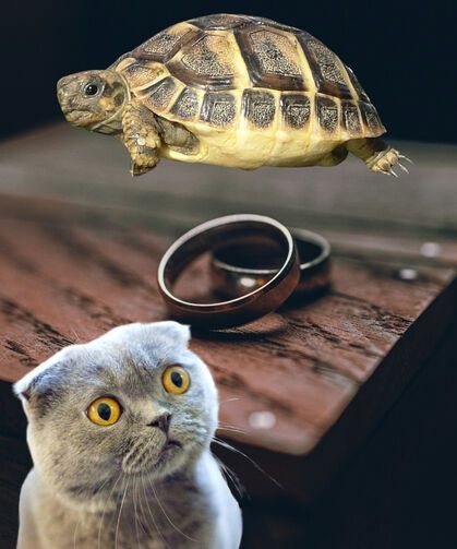 Eşine "tosbağa, kedi" dedi, Yargıtay ağır kusur saydı!