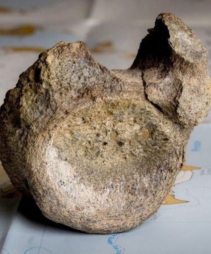 40 yıl bir çekmecede unutuldu! Antarktika’nın ilk dinozor kemiği bulundu