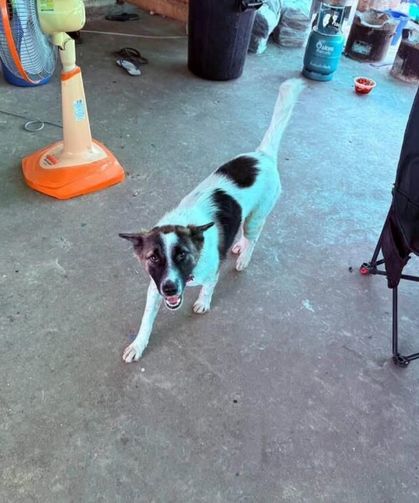 Tayland'da evcil köpek, dışarıda bulduğu el bombasını eve getirdi
