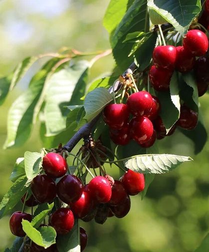 Bahçeden topladıkları kirazı yiyen çift hayatını kaybetti