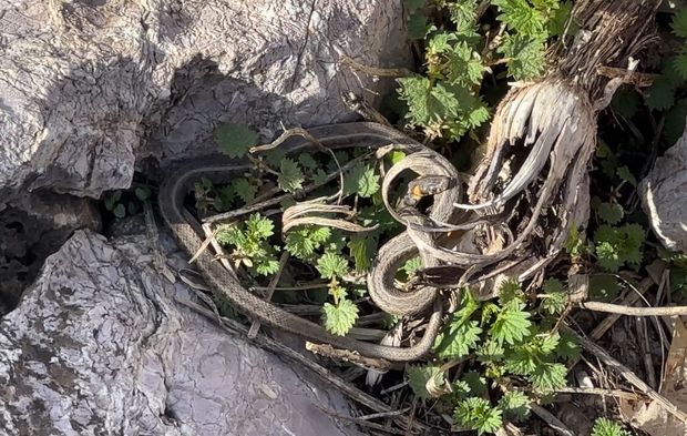 Görenler Brezilya sanıyor, burası Hakkari! 'Yılan Pınarı'na bakamayacaksınız