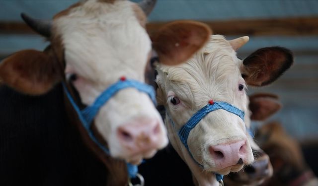 Şap hastalığı alarm veriyor: Denizli'de 17 mahalle karantinada