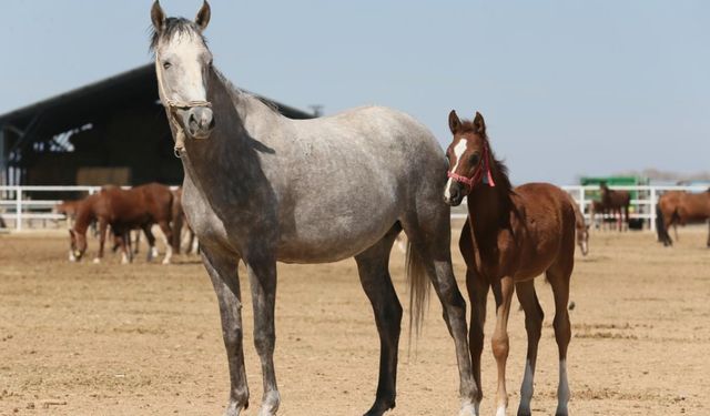 Hızlı Yasin açık artırmayla 10 milyon 500 bin liraya satıldı