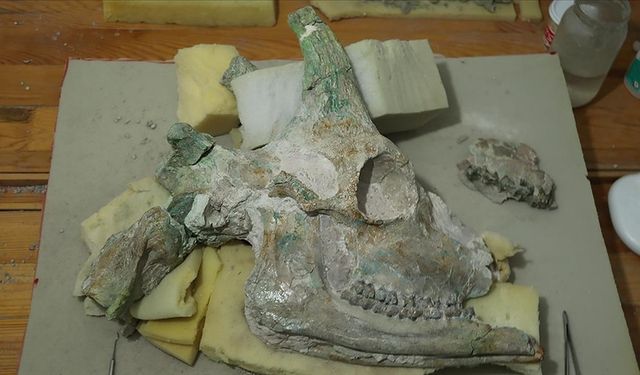 Çankırı'da bulunan zürafa fosili şok etti: En az 7 milyon yıllık!