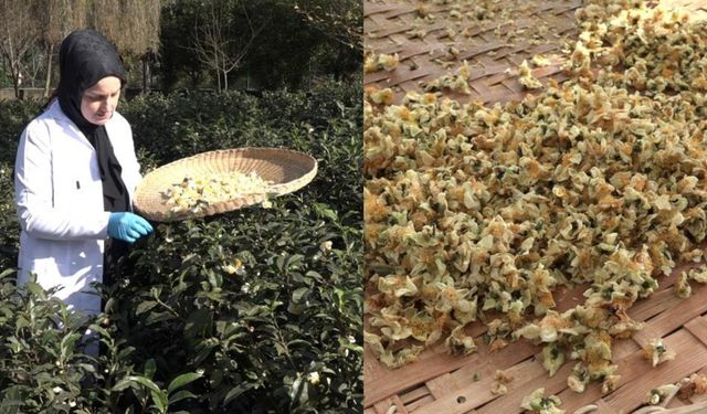 Karadeniz’in altın değerindeki geliri: Çay çiçeği çayı kilogramı 6 bin TL’den satılıyor