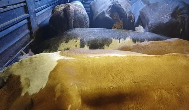 Artvin'de filmleri aratmaya soygun