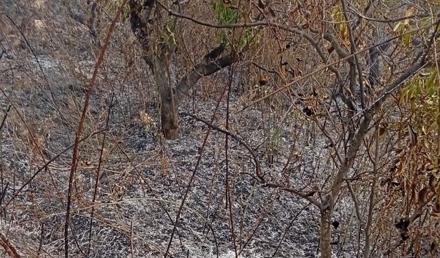 Bahçesini temizliğinde yangın faciası: 70 yaşındaki adam hayatını kaybetti