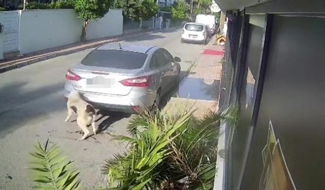 Antalya'da köpeği silahla vuran emekli polisin 4 yıl hapsi isteniyor