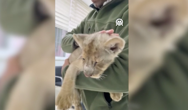 Kaçak aslanlar Tuzla'da yakalandı