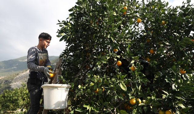Finike Portakalı’na Türkiye’de ve Avrupa’da yoğun ilgi