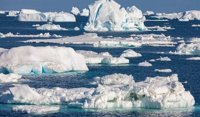 Antarktika’da gizemli balıklar: Denizin altında geometrik yuvalar keşfedildi