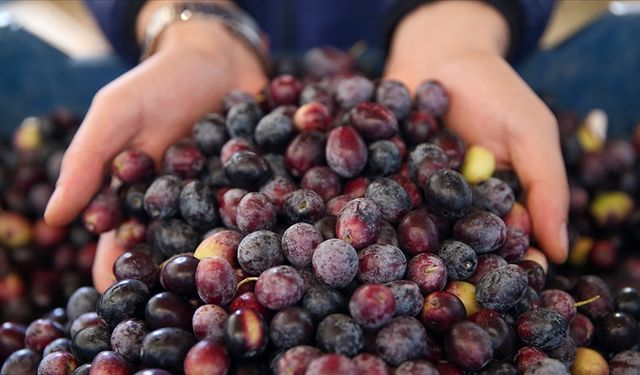 Marmarabirlik’ten üreticiye güvence: Fiyatlar geçen yılın altında kalmadı