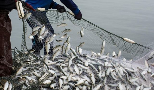 Doğu Karadeniz'den 26 bin tonluk 29 ülkeye su ürünü ihracı