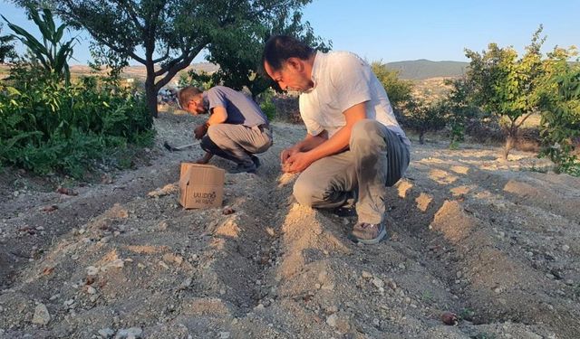 Manisa'da 'kırmızı altın' mucizesi! İlk hasatta 150 gram ürün çıktı